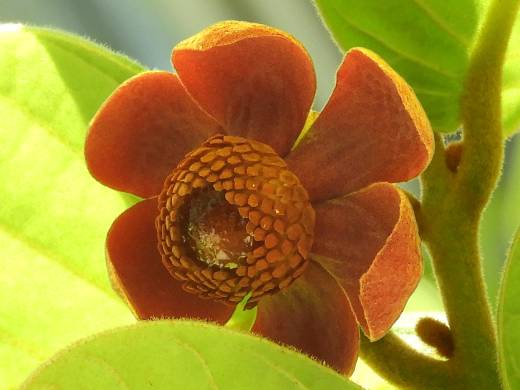 ウバリア・マクロフィラ - uvaria macrophylla